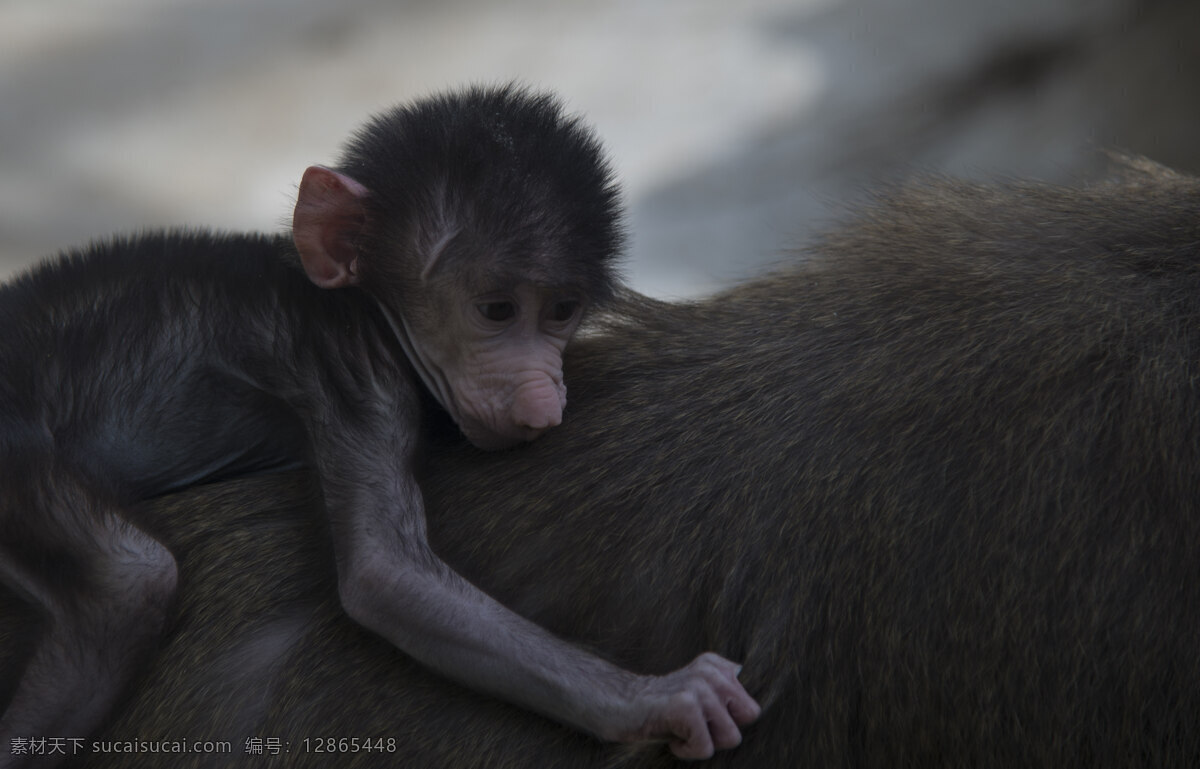 郑州 动物园 拍摄 动物 猴子 摄影图片 虚化 特写 高清 局部