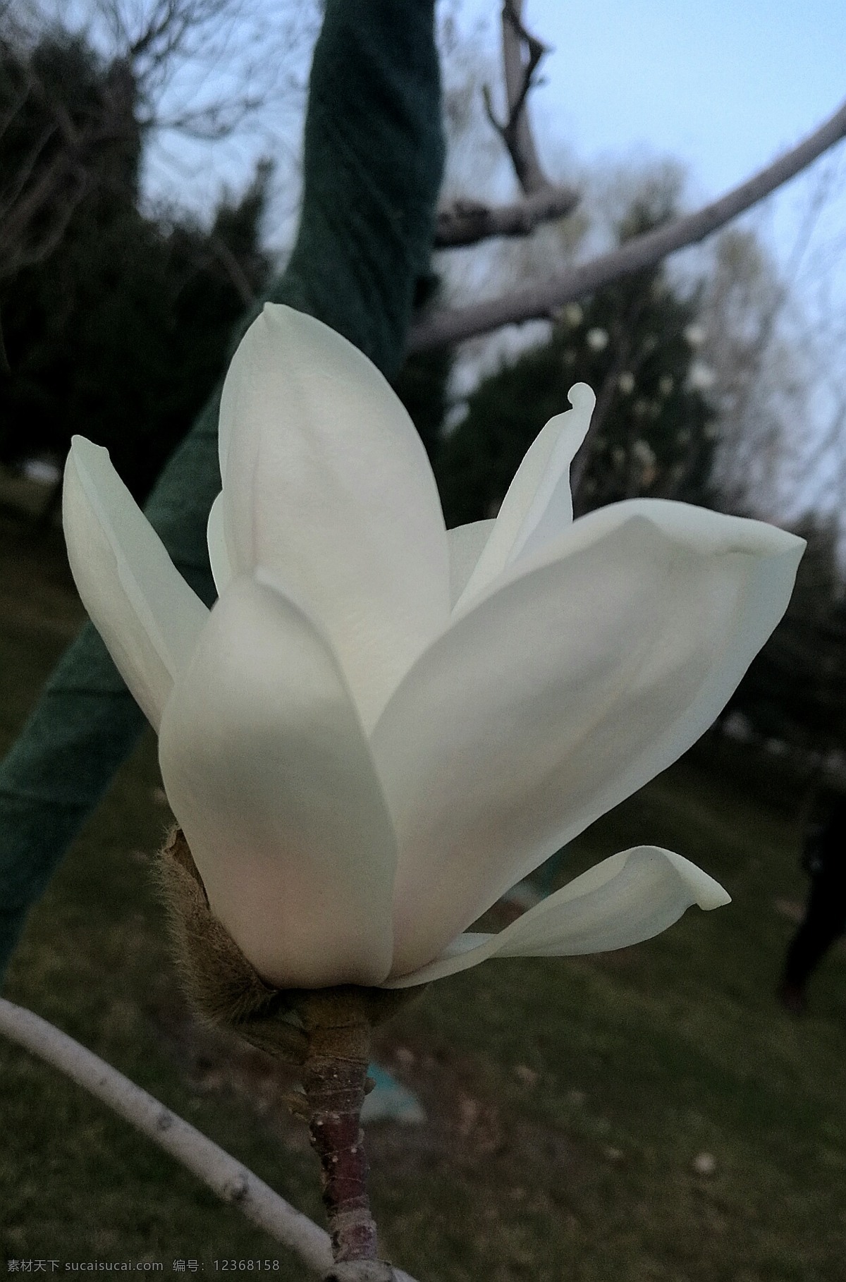 花 玉兰 花朵 春天 花卉 鲜花 玉兰花 玉兰树 白玉兰 花草 生物世界