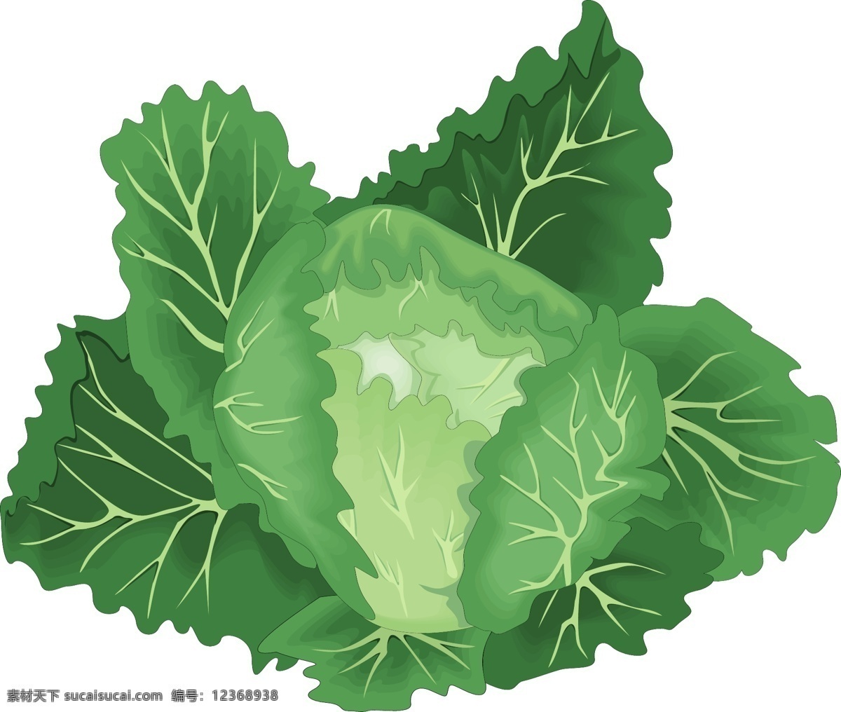 矢量 清新 绿色 有机 包 菜 蔬菜 透明元素 ai元素 免抠元素