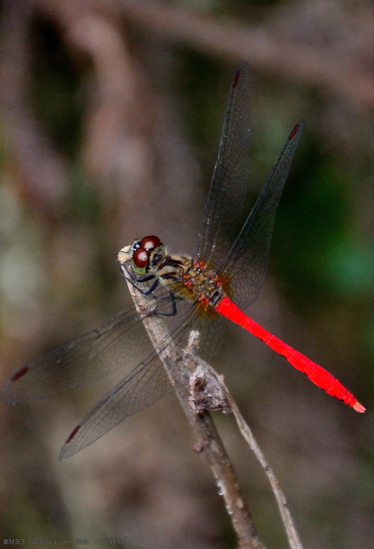 红 蜻蜓 翅膀 红蜻蜓 静物摄影 昆虫 生物世界 psd源文件