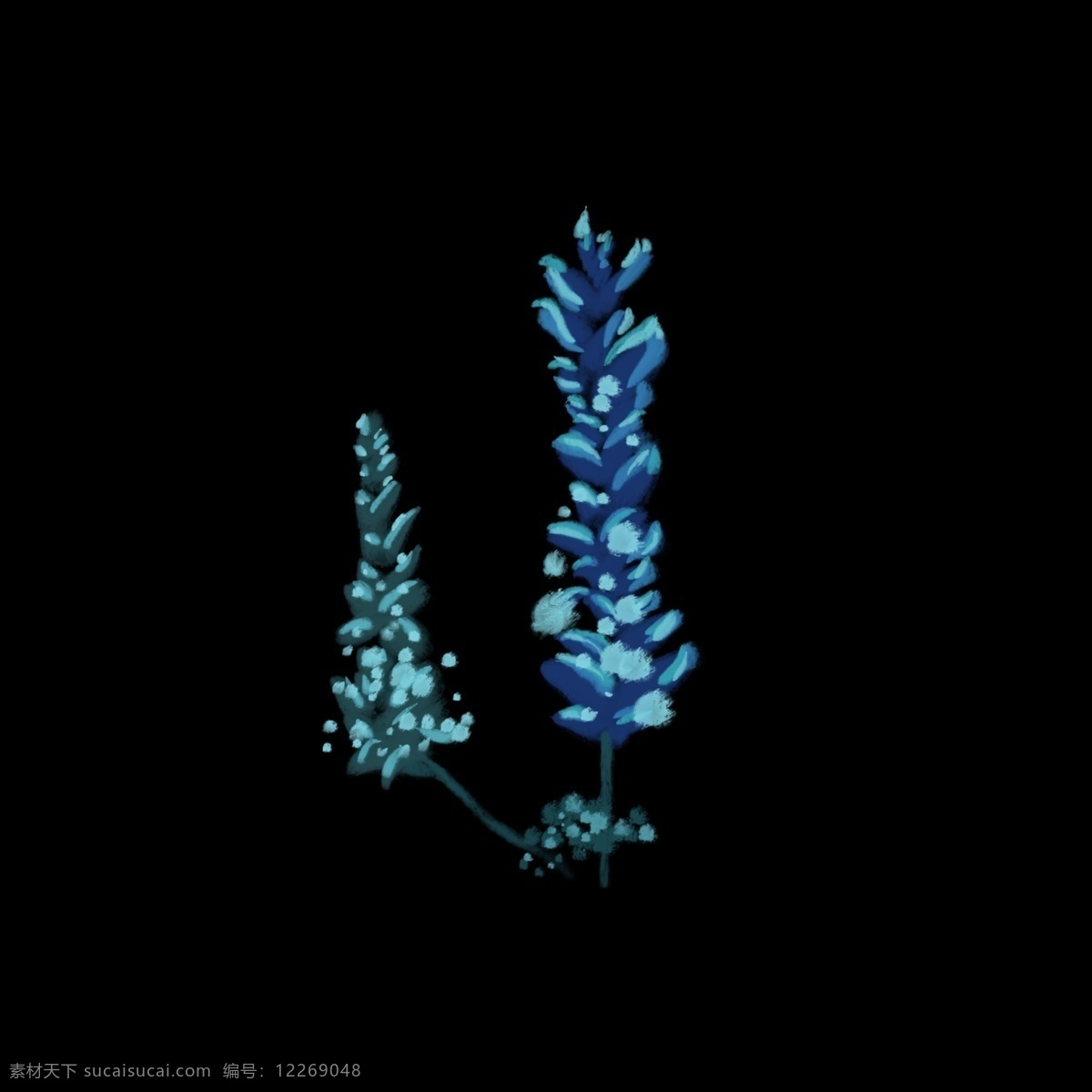 蓝色 羽扇豆 花朵 写实 鲜花 绘画 插画 写实绘画 手绘 小清新 新鲜花朵 传统装饰 唯美意境 清新自然