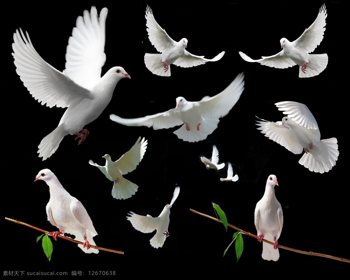 鸽子 鸽子素材 广场文化 广场鸽子 白鸽子 鸟类 和平鸽 翱翔 飞翔的鸽子 白鸽 飞翔 生物世界 分层