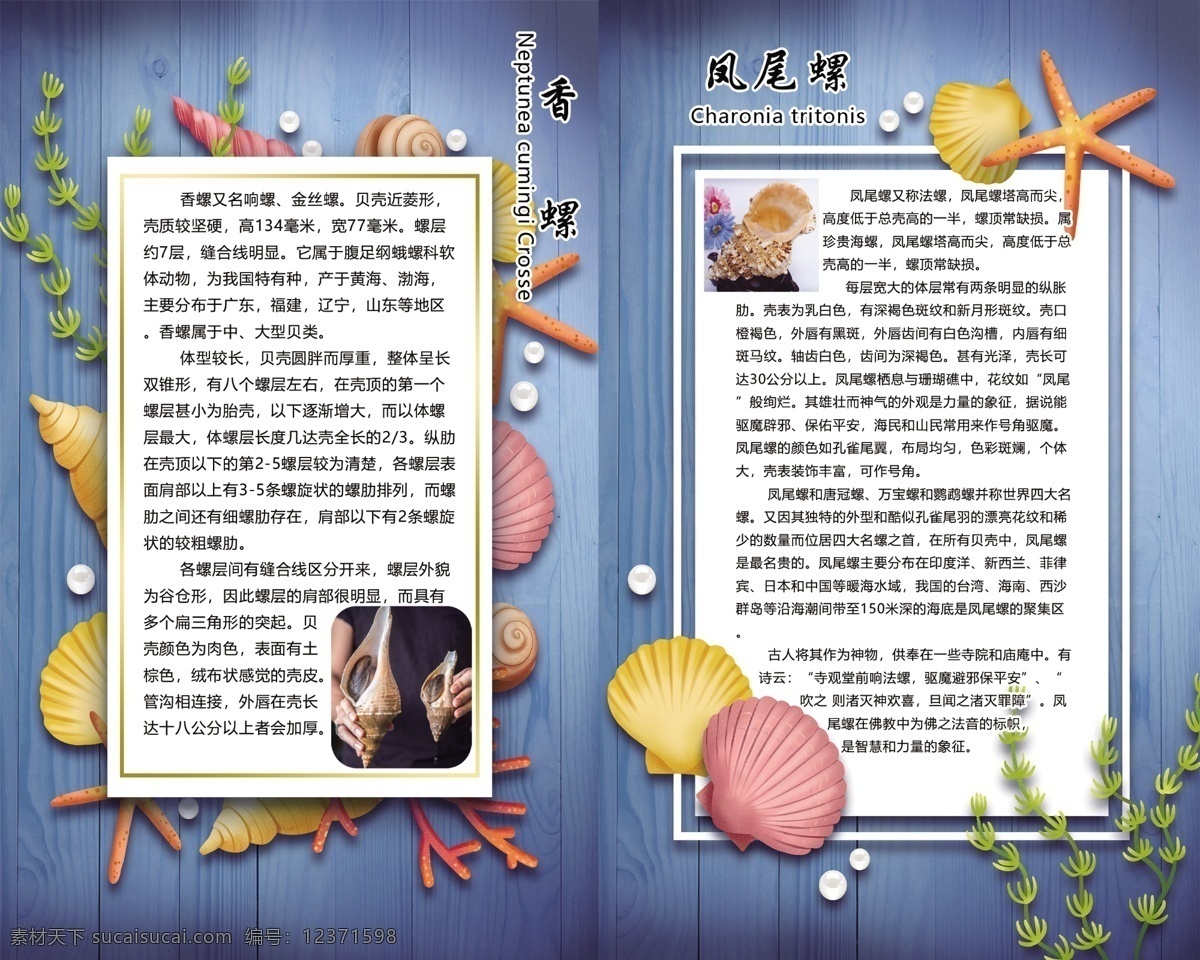 香螺 凤尾螺 香螺简介 凤尾螺简介 海洋馆生物 海星 分层