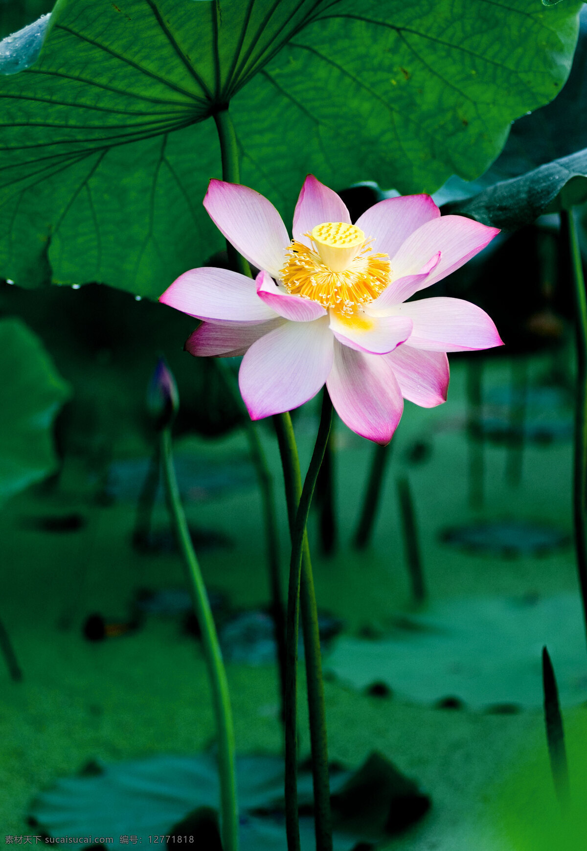 荷叶 荷塘 花草 莲花 莲花水乡 莲花山 莲叶 生物世界 乡村 风景 绿色 广昌 莲子 清色