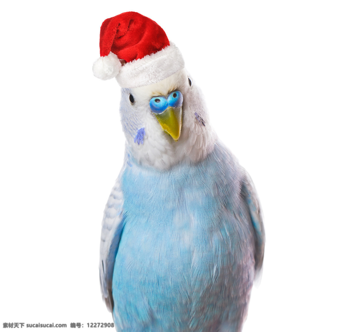 戴 圣诞 帽 鸟 宠物 圣诞帽 圣诞节 节日庆典 生活百科