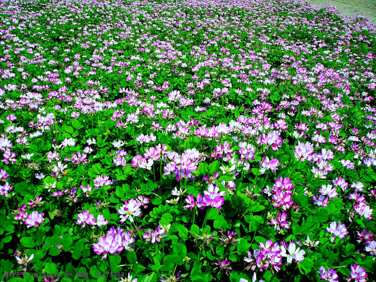 紫云英 风景 植物 花朵 紫云英花 花香 盛放 鲜艳 叶子 紫彩 芬芳 花海 花朵图集 花草 生物世界