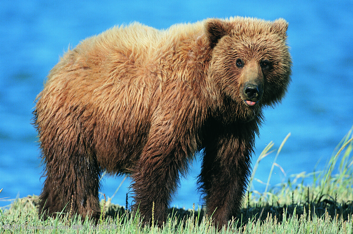 动物 野生动物 草地 棕熊 陆地动物 生物世界 黑色