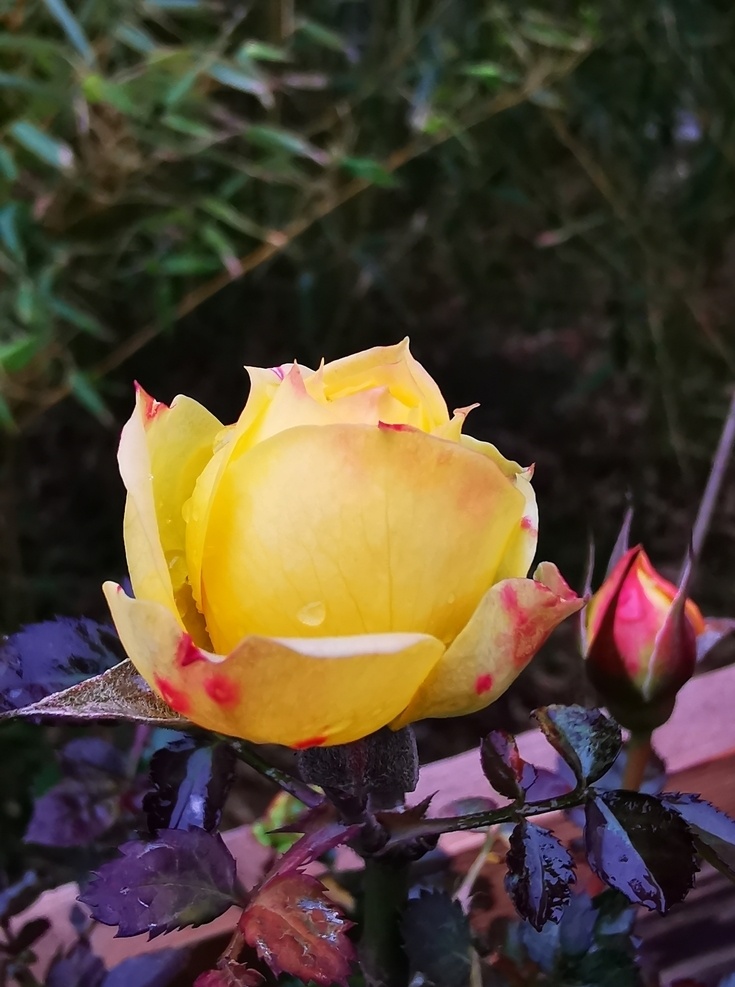 黄玫瑰 黄色 蔷薇 玫瑰 水滴 浪漫 爱情 自然景观 自然风景