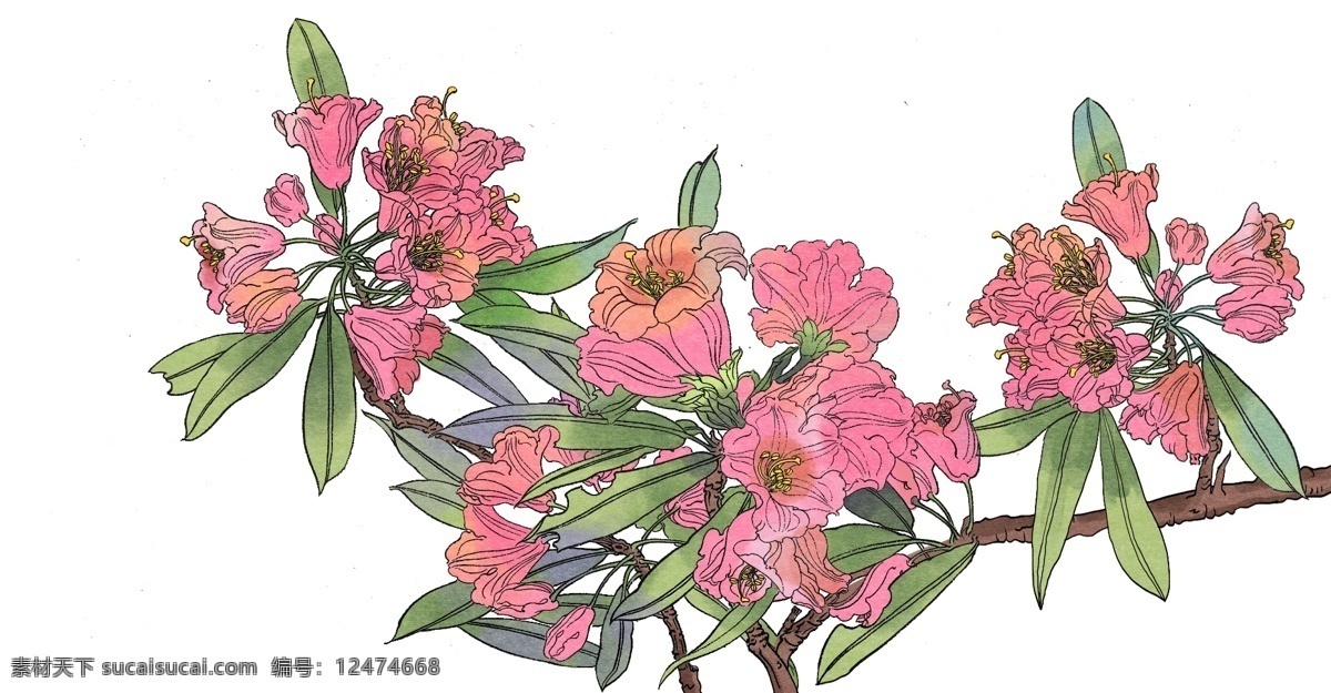 卡通 手绘 工笔画 花朵 插画 植物 鲜花 红色花瓣 黄色花蕊 绿色枝叶 细笔画 写实 形似 卡通手绘