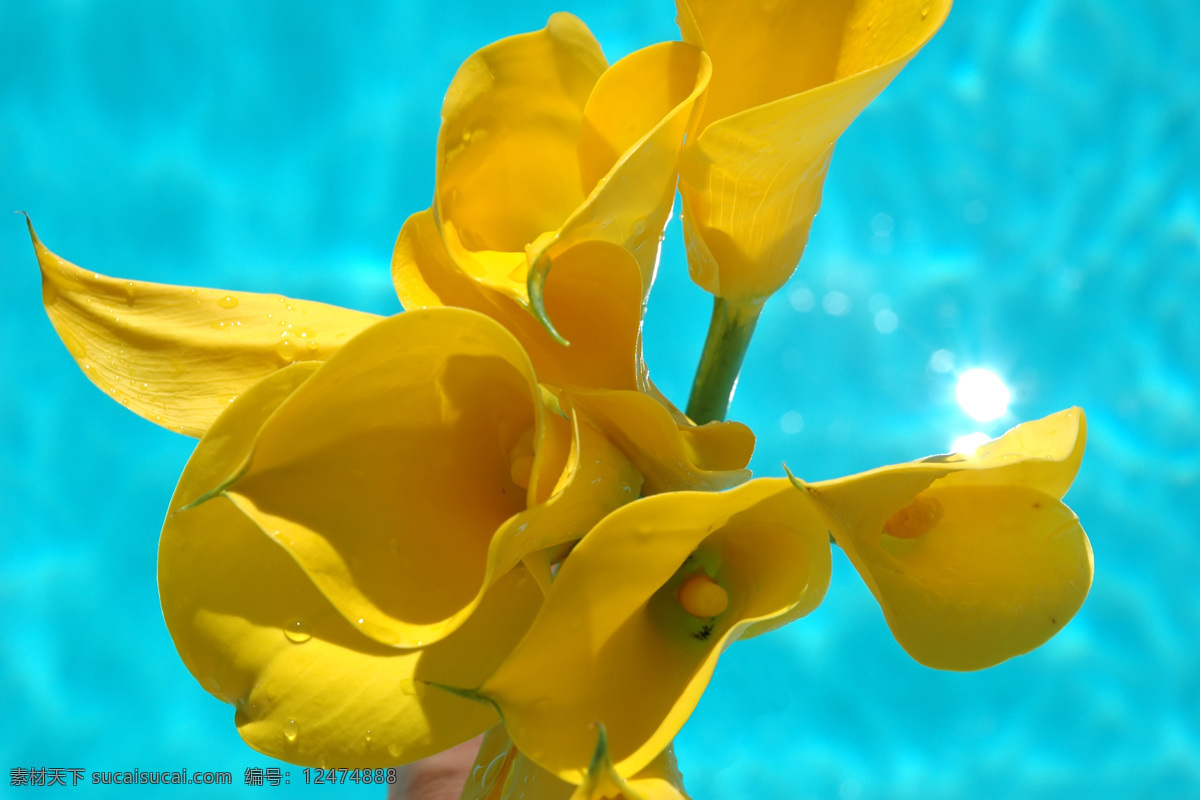 黄色 百合花 花卉 花朵 美丽鲜花 黄色花朵 水珠 露珠 清水 花草树木 生物世界