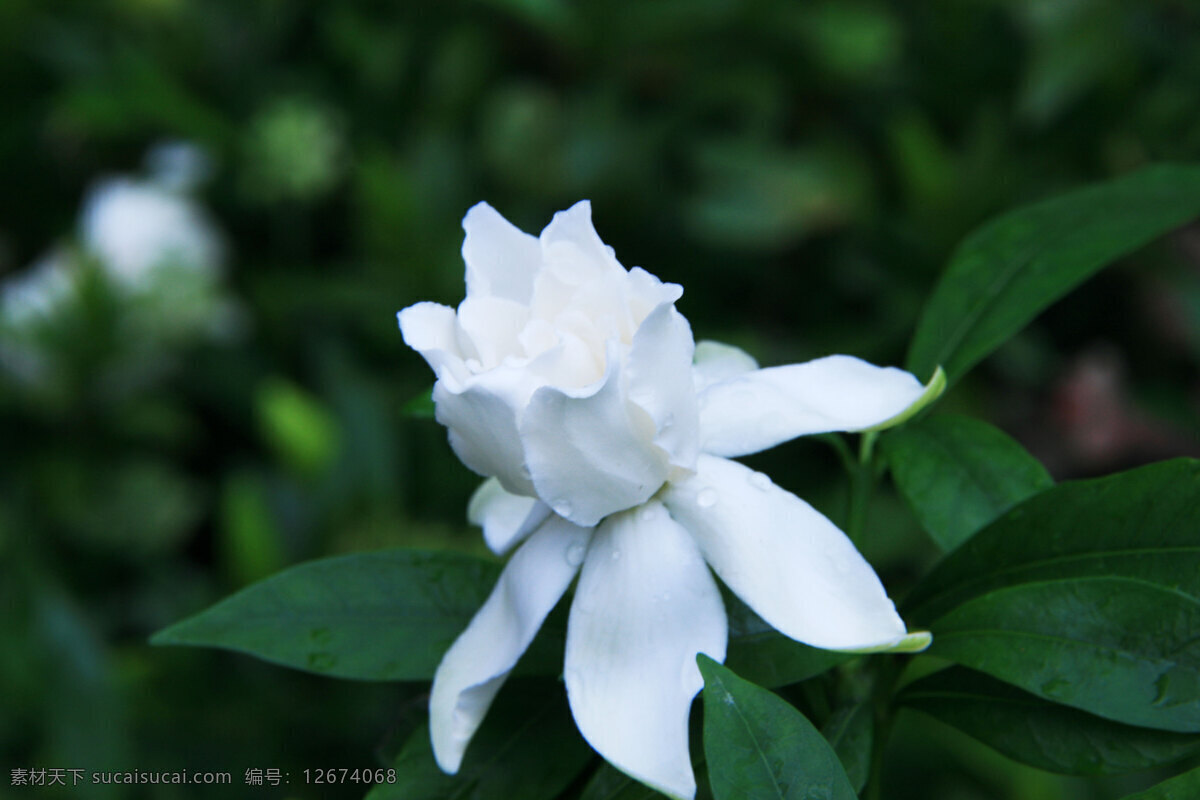 栀子花 花草 生物世界