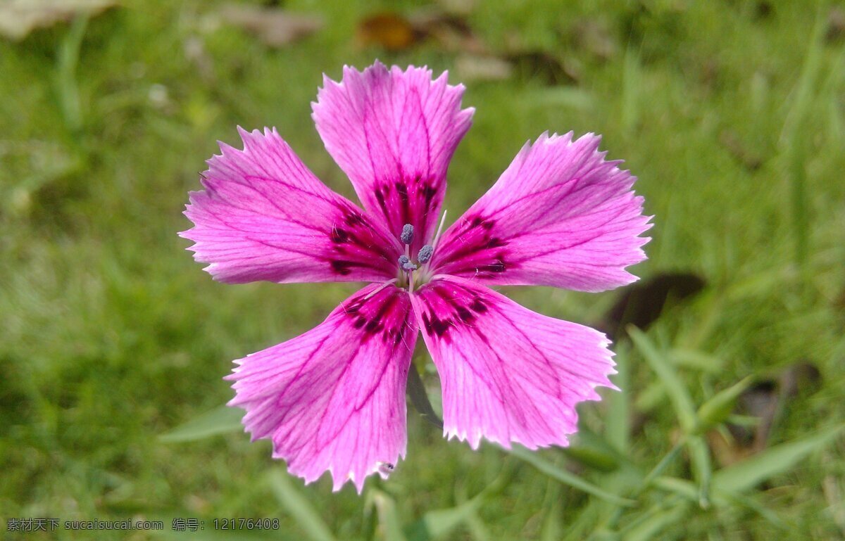 石竹花 春天 花草 生物 生物世界 特写 微距 植物 自然光 psd源文件