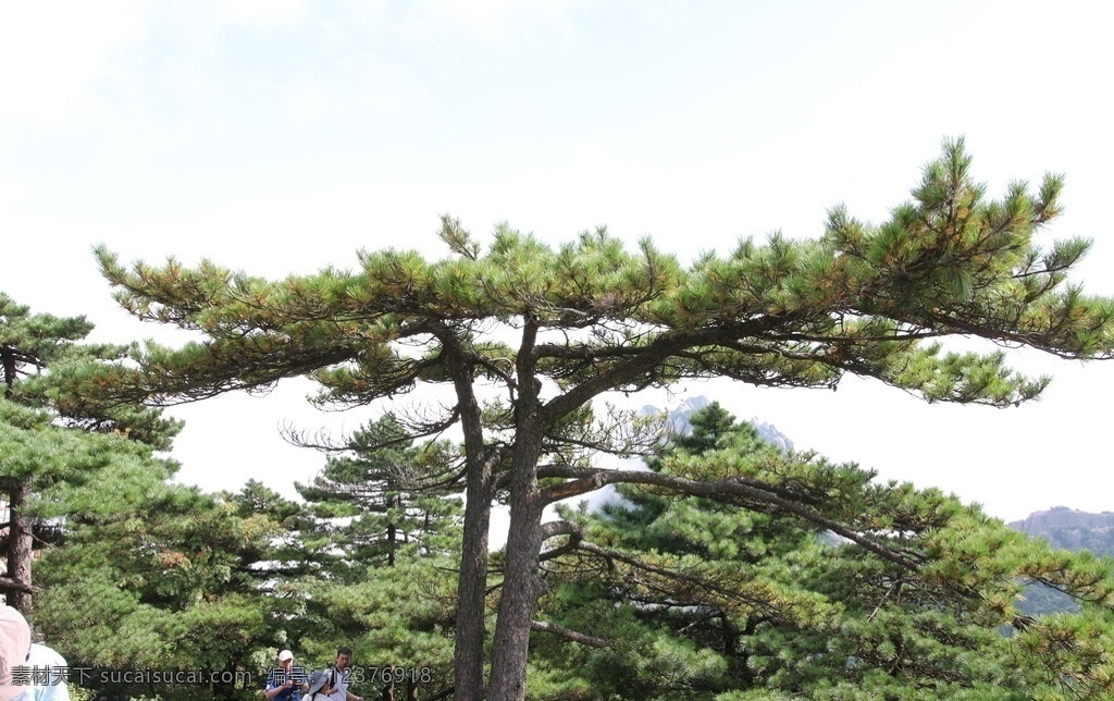 黄山风光 黄山旅游 黄山美景 黄山云海 旅游 云海 松树 高山 风景名胜 自然景观 安徽黄山 黄山秋色 黄山 安徽旅游景点 黄山景色 黄山山峰 山峰