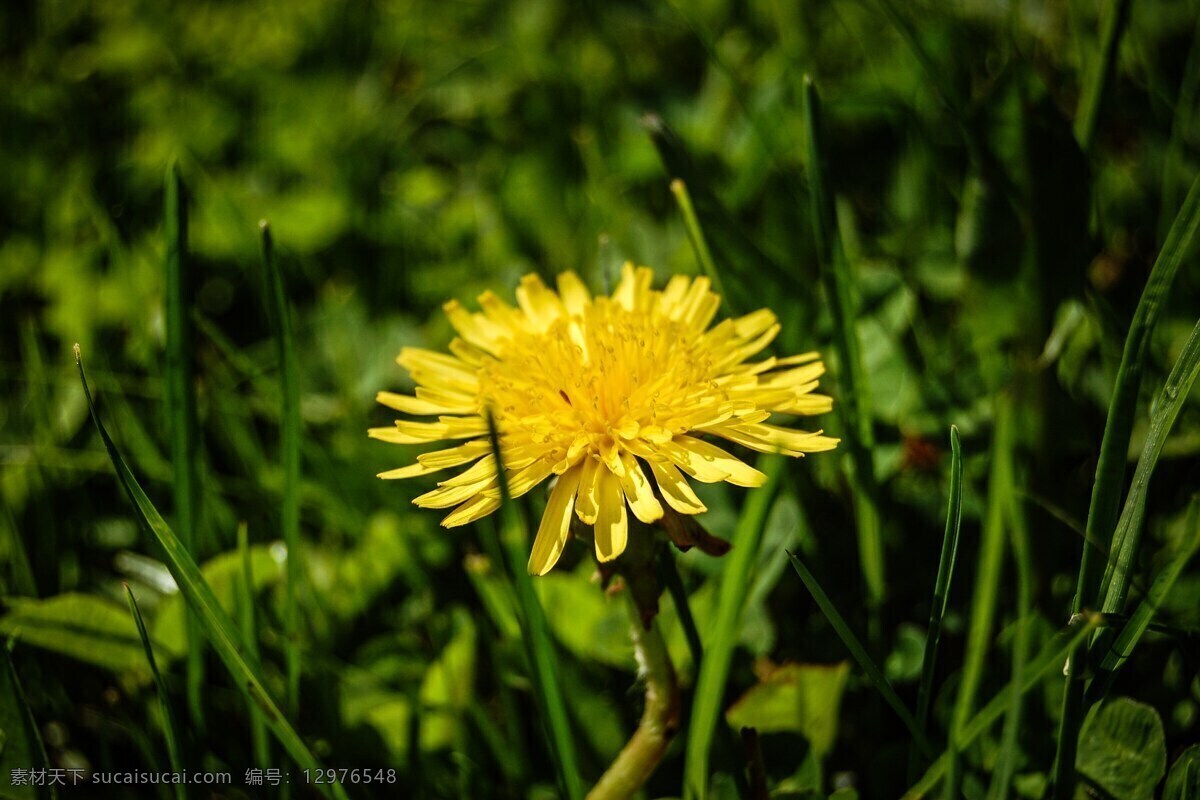 苦菜花 野花 野菜花 苦菜 野草花 紫花荼草 荼草 医苦草 花草植物树木 生物世界 花草