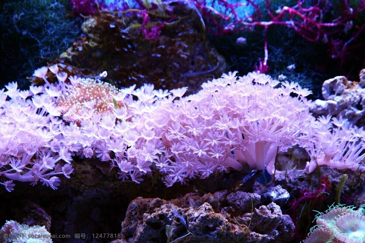 海底的珊瑚礁 海底珊瑚礁 珊瑚礁 珊瑚 海洋世界 海底世界 生物世界 海洋生物