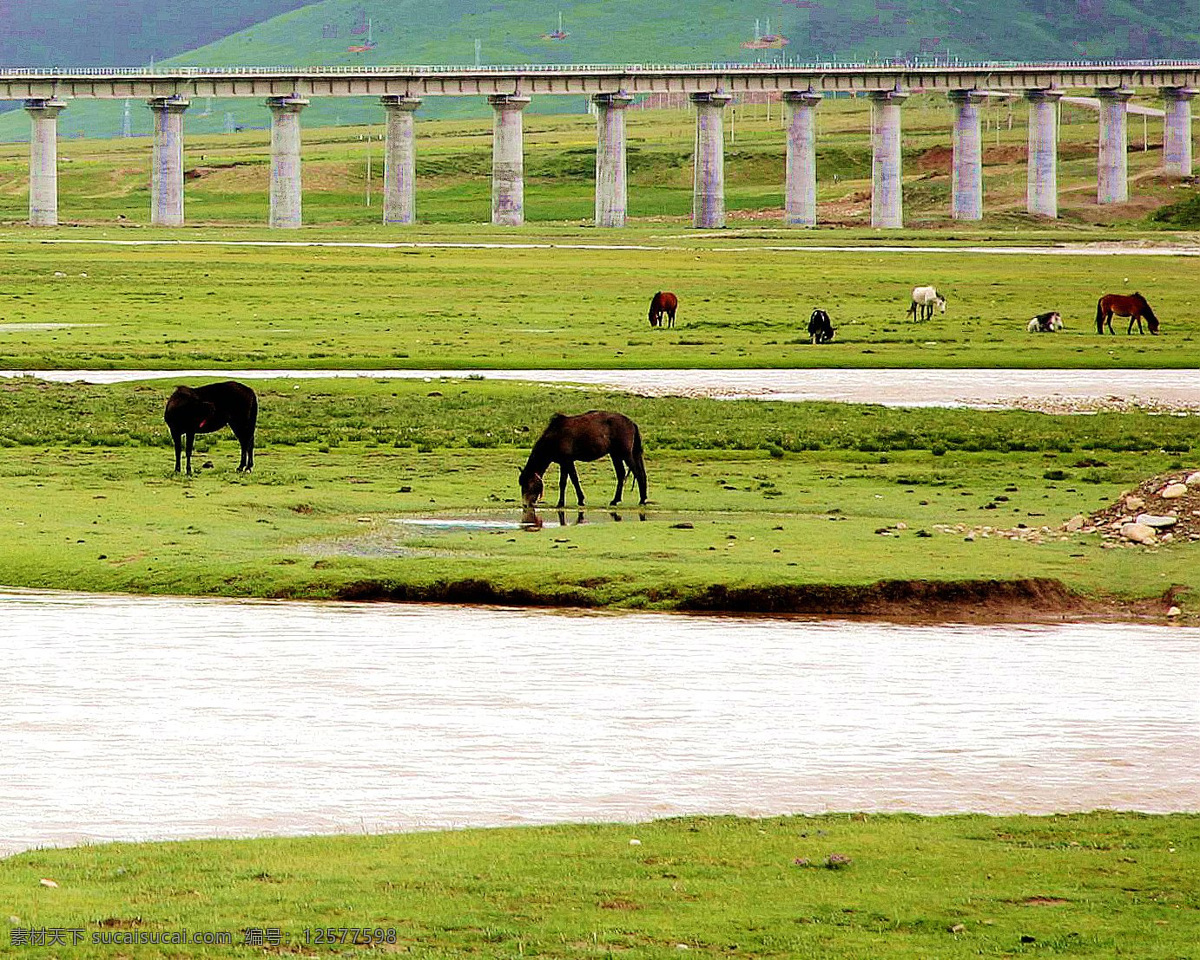 青藏高原风光 青藏高原 湖泊 草场 骏马 青藏铁路 国内旅游 旅游摄影 白色
