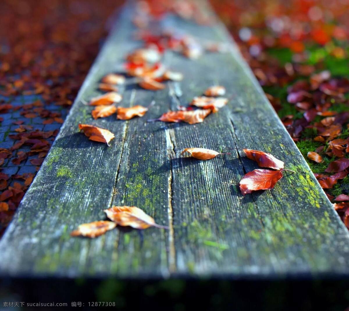 秋之落叶 秋 落叶 手机壁纸 怀旧 回忆 感伤 忧愁 木板 郊外 红叶 唯美 自然景观 自然风景