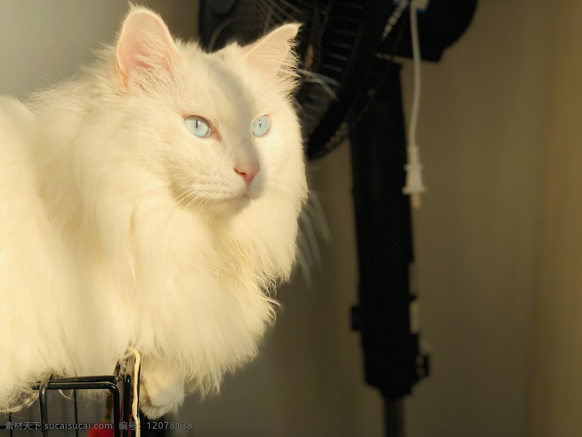 动物 蓝色 撸猫 猫眼 创意素材 生物世界 家禽家畜 拍照
