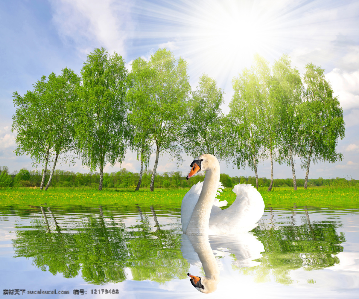 湖水 中 天鹅 树木 草地 空中飞鸟 生物世界