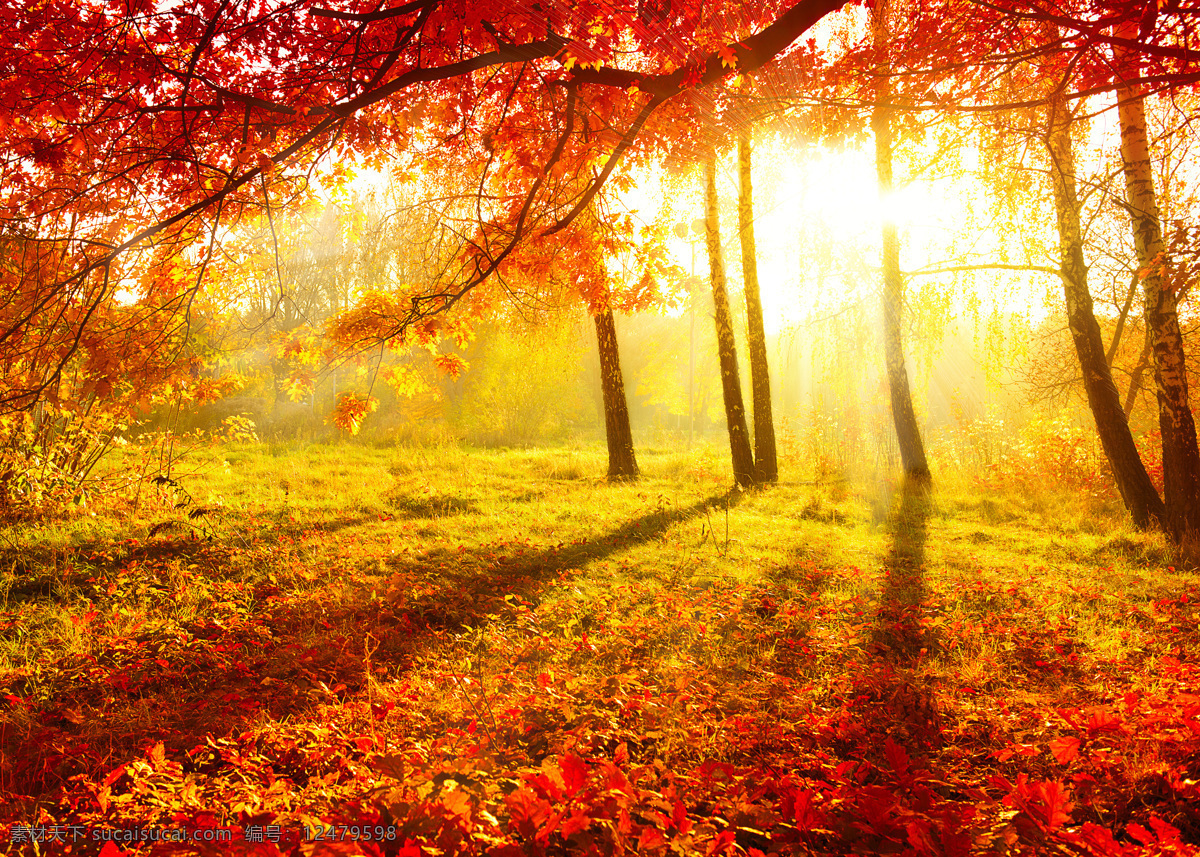 秋季 树林 阳光 草地 落叶 秋天 秋季风景 林间小路 道路 树木 大自然 自然风景 树叶 自然景观