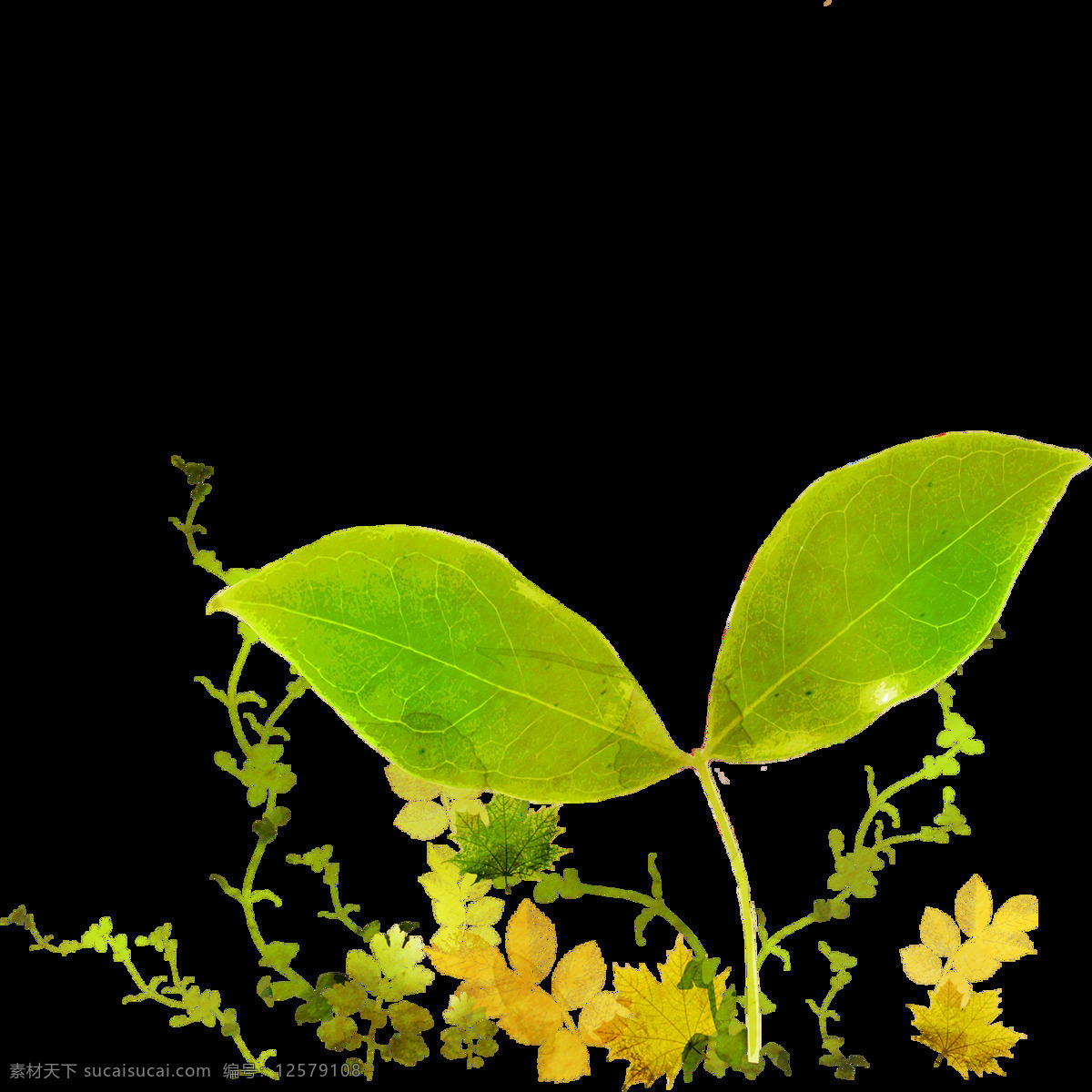清新 绿色 树叶 元素 植物 免扣 透明元素