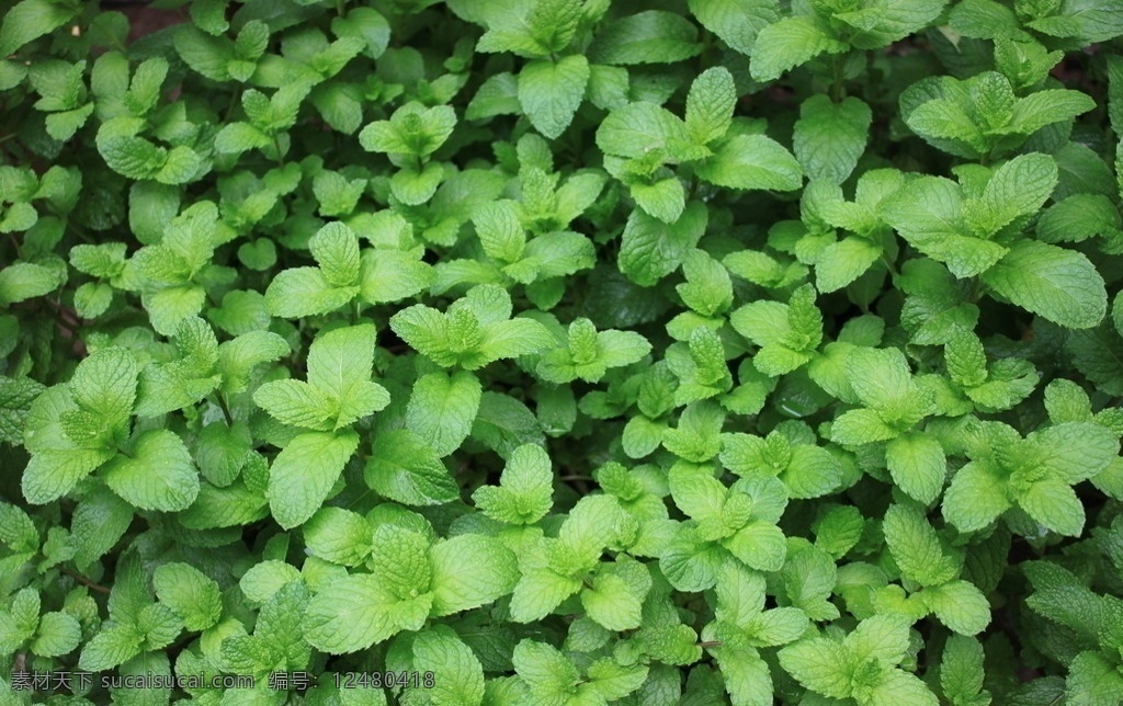 薄荷 厦门游 绿色 植物 叶子 花草 生物世界