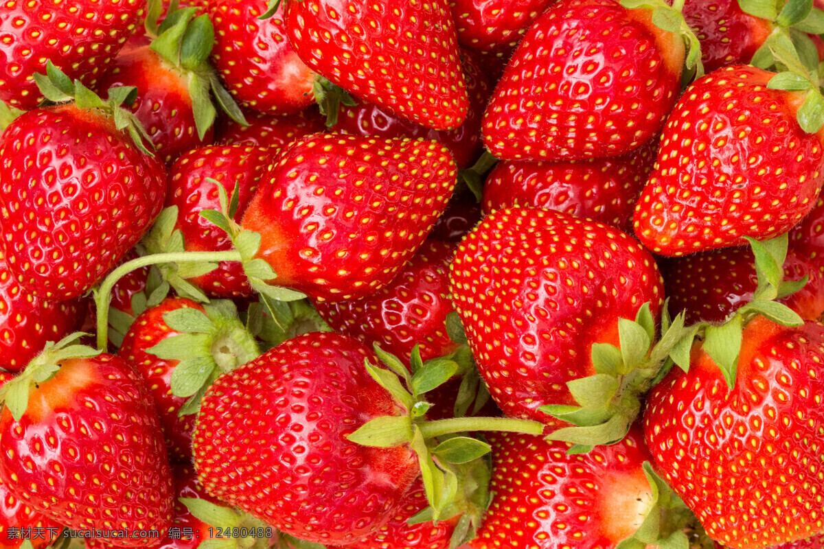 新鲜草莓 牛奶草莓 大草莓 草莓摄影 草莓图片 美草莓 红草莓 新鲜水果 水果 生物世界