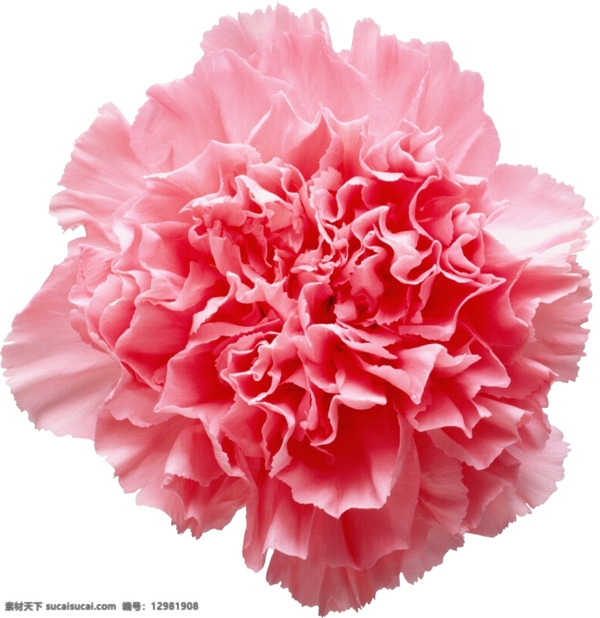 插画 花枝 叶子 唯美 花边 水墨婚礼 春天 夏日 花纹 花儿 春暖花开 花朵 婚礼设计 婚礼素材 婚礼 结婚 夏天 素描花 背景 水彩花 水彩 卡通 卡通印花 服装印花 印花 手绘花鸟 花海 繁花 花丛 清新花朵 植物背景 绿色植物 浪漫 花diy 植物