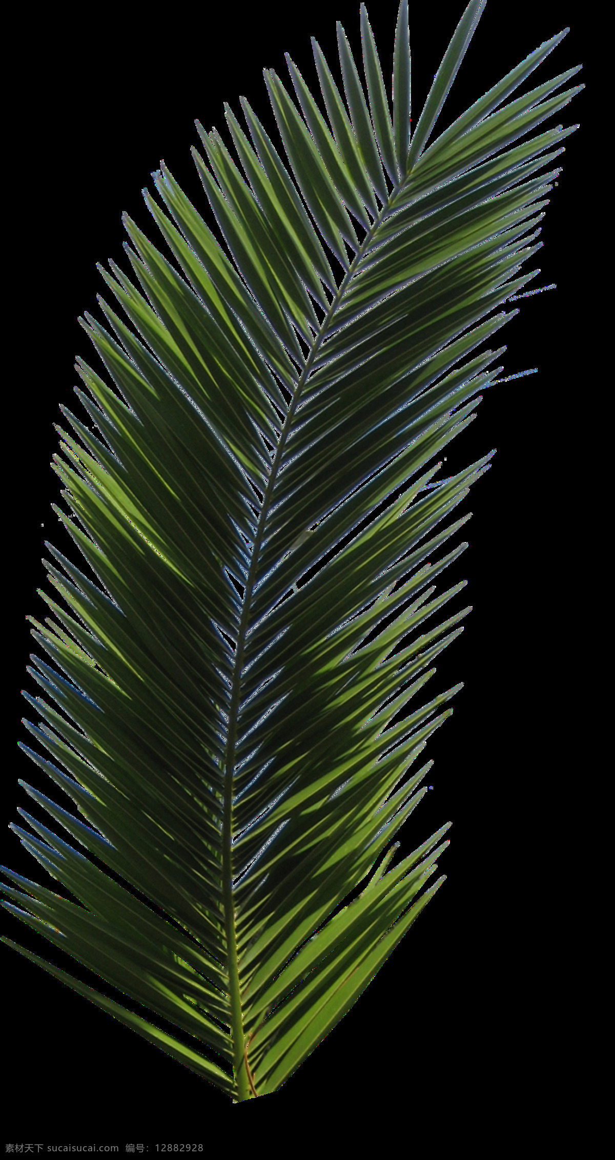 棕榈叶图片 棕榈树 椰树 椰子树 棕树 png图 透明图 免扣图 透明背景 透明底 抠图 生物世界 树木树叶