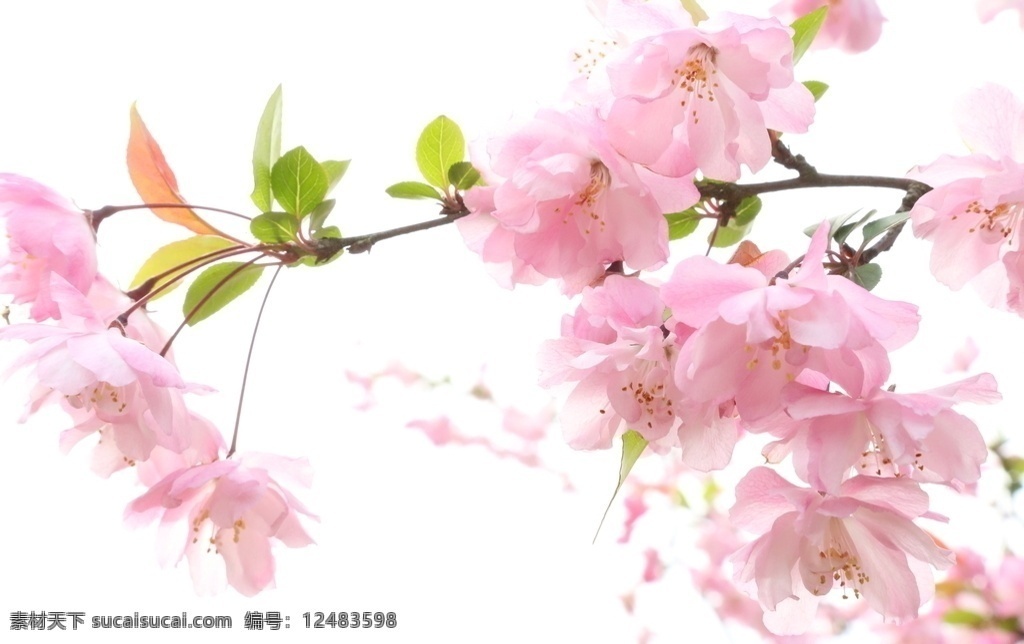 一枝花素材图片下载-素材编号12483598-素材天下图库