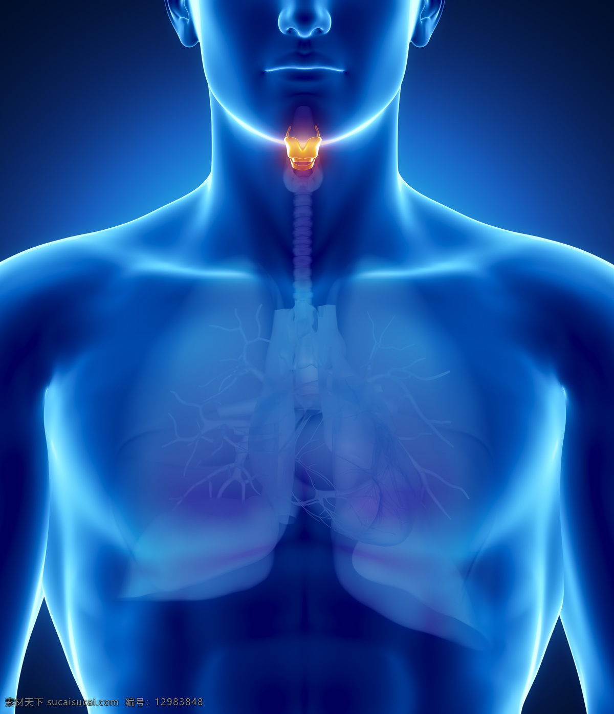 喉咙 器官 喉咙器官 男性人体器官 肺器官 人体器官 医疗科学 医学 人体器官图 人物图片