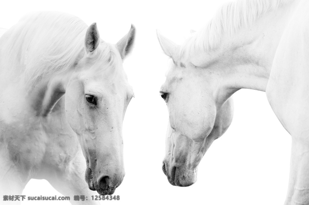 超写实的白马 超写实 白马 写真 动物 绘画 装饰画