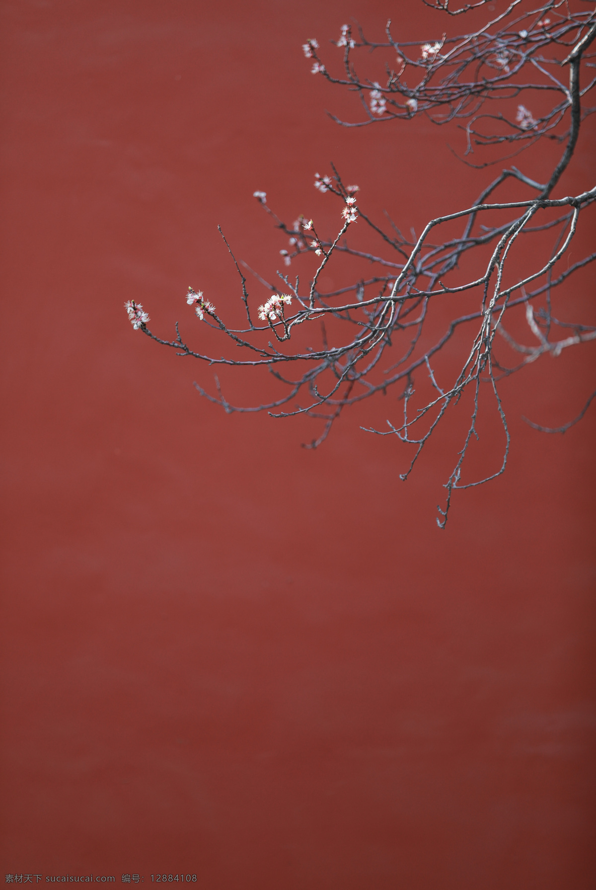 梅花 花枝 红墙 复古 背景 海报 素材图片 古风背景