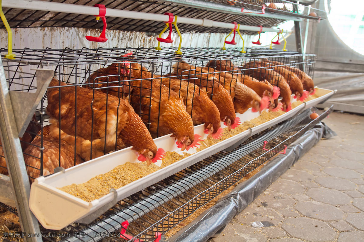 养殖场的母鸡 养鸡场 养殖场 母鸡 吃食的母鸡 陆地动物 生物世界 黑色