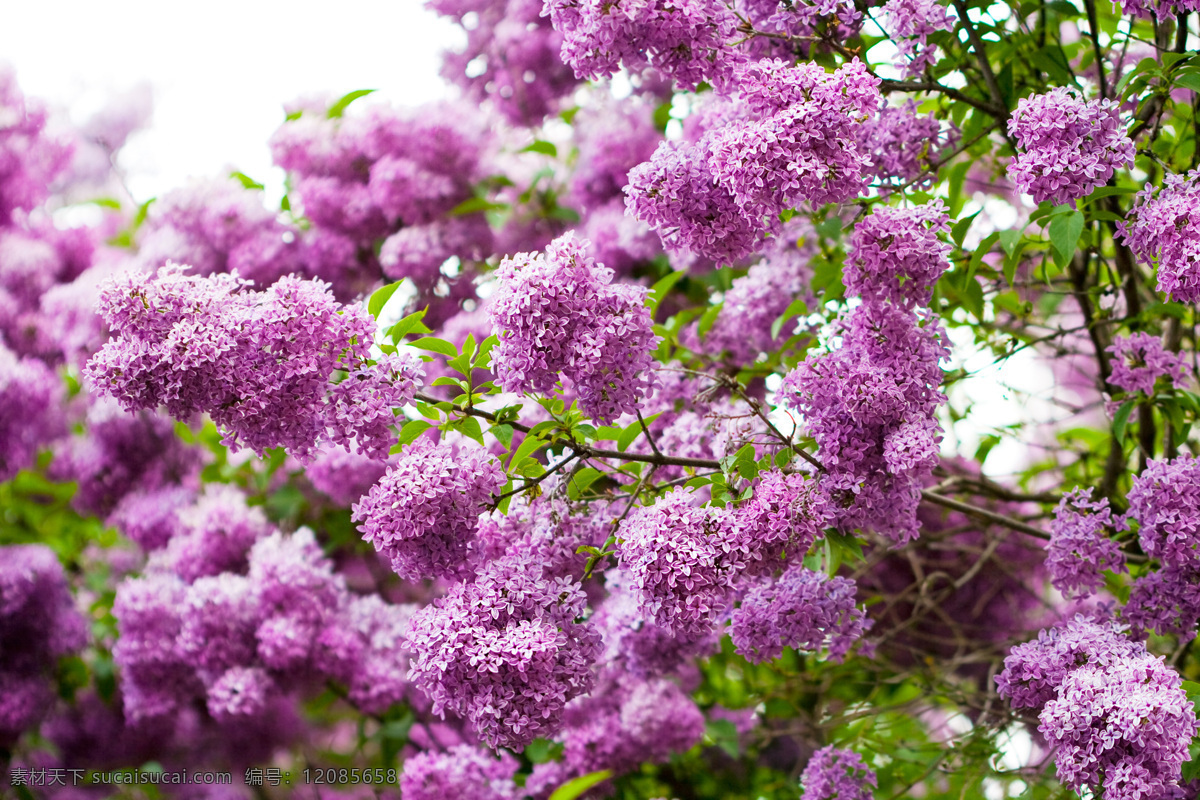 薰衣草 背景 花 花海 薰衣草图片 紫色花朵 背景图片 紫色 花朵 风景 生活 旅游餐饮