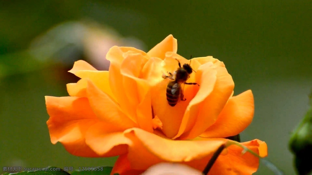 蜜蜂 玫瑰花 上 采 蜜 玫瑰 花园 辛勤工作 橙色