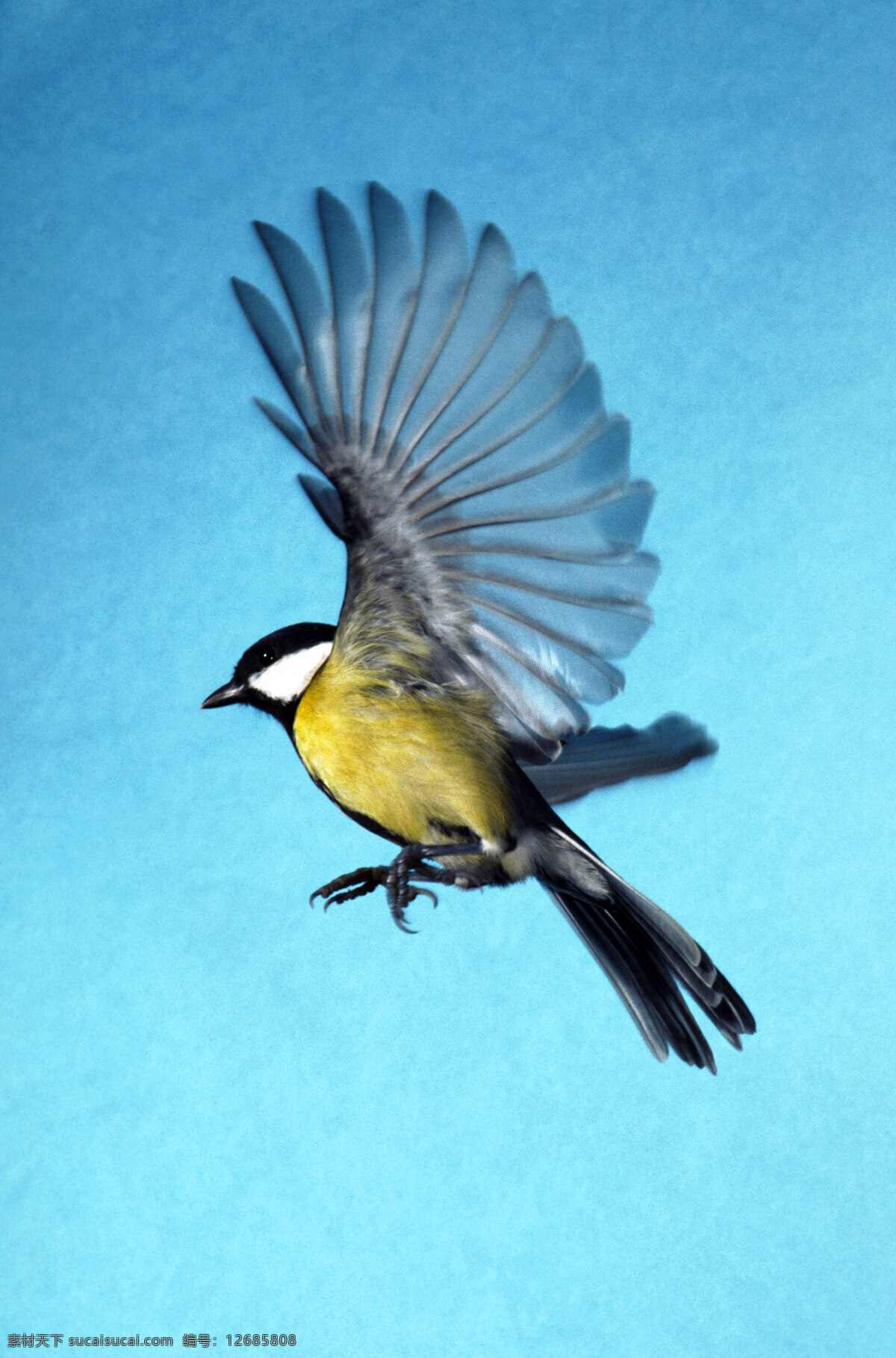 鸟 飞鸟 展翅飞鸟 动物世界 哺乳动物 彩色的鸟 飞翔中鸟 图素动植物类 生物世界 鸟类