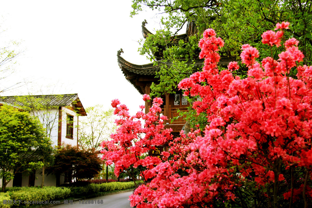 丛溪庄园 映山红 满山映山红 红色花 生物世界 花草 白色