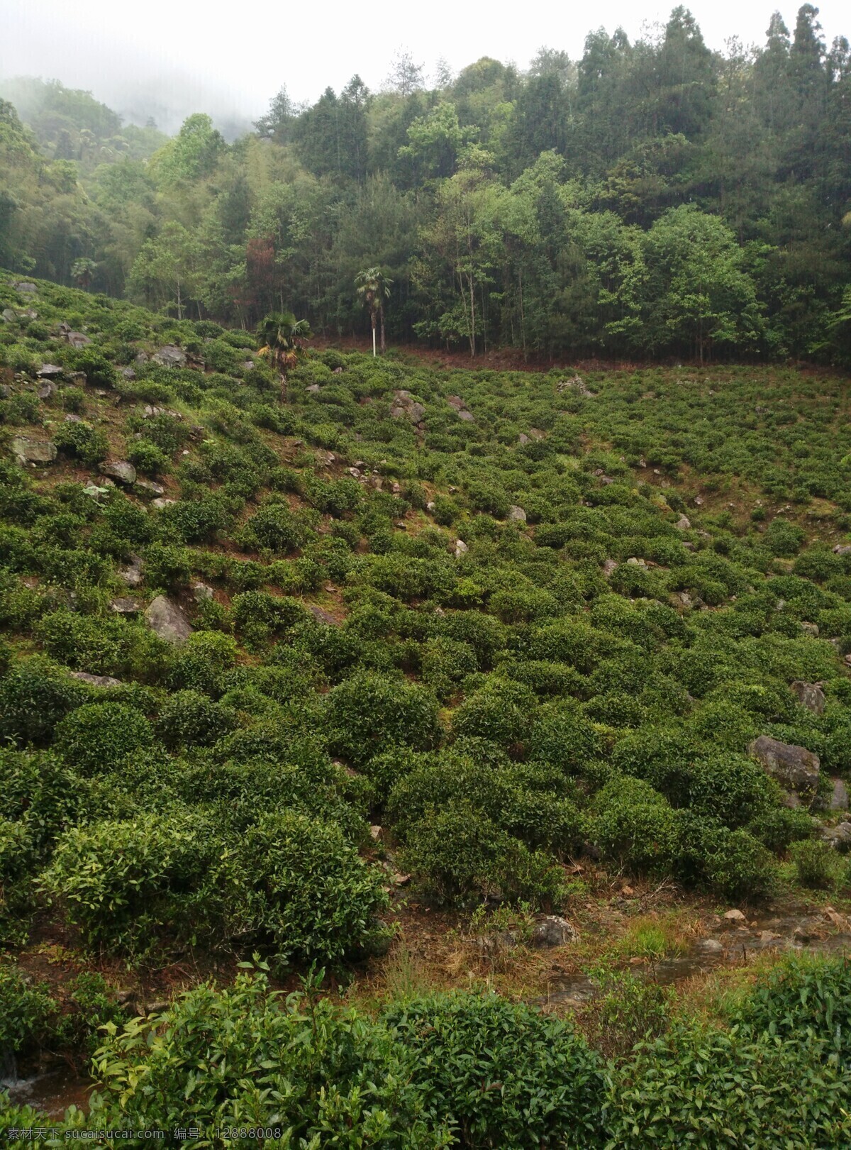 茶树生长环境 正山小种 福建茶 红茶 茶树 茶山 环境 大山 自然景观 自然风景