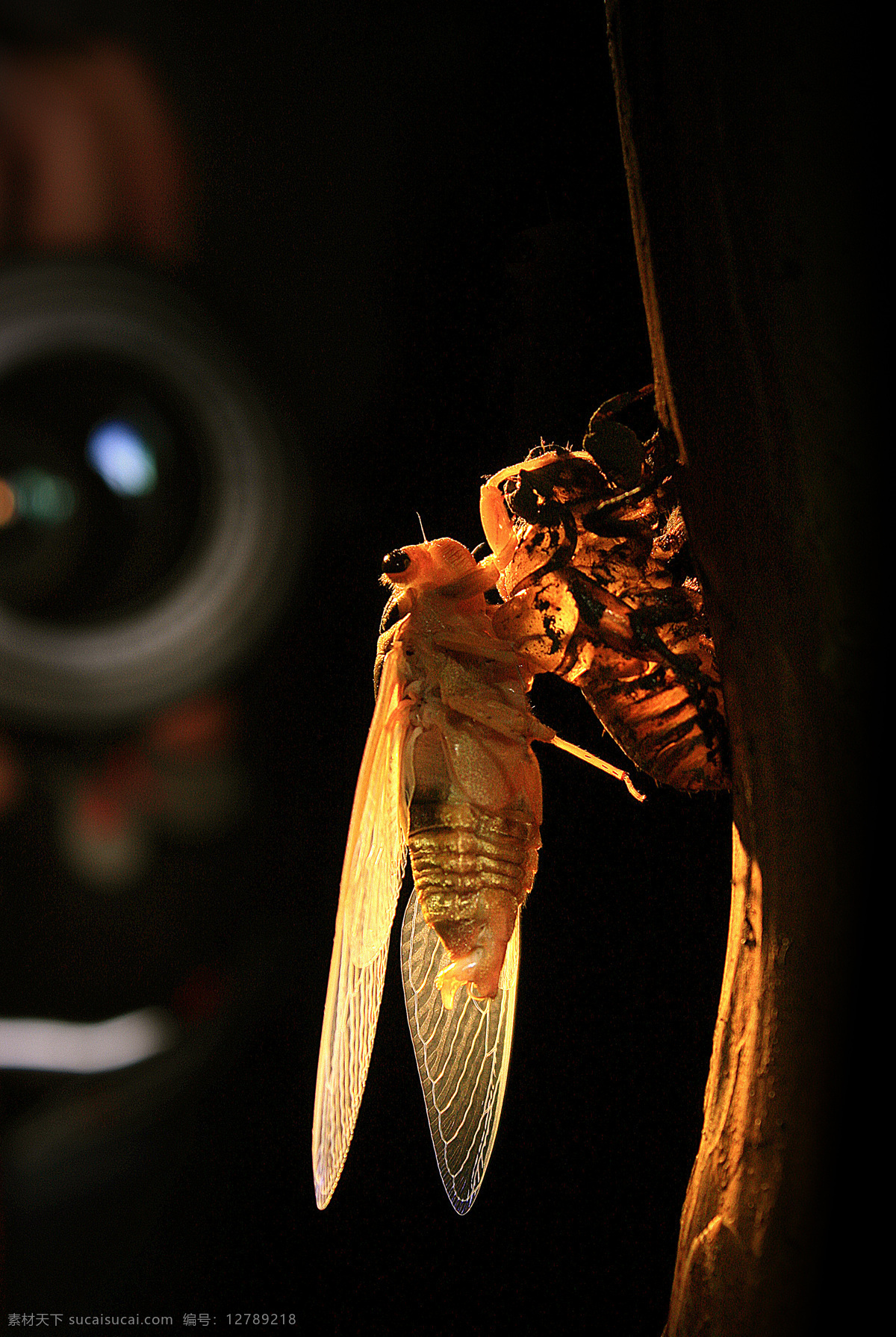 蝉 金蝉脱壳 金蝉 锐变 知了 生物世界 昆虫