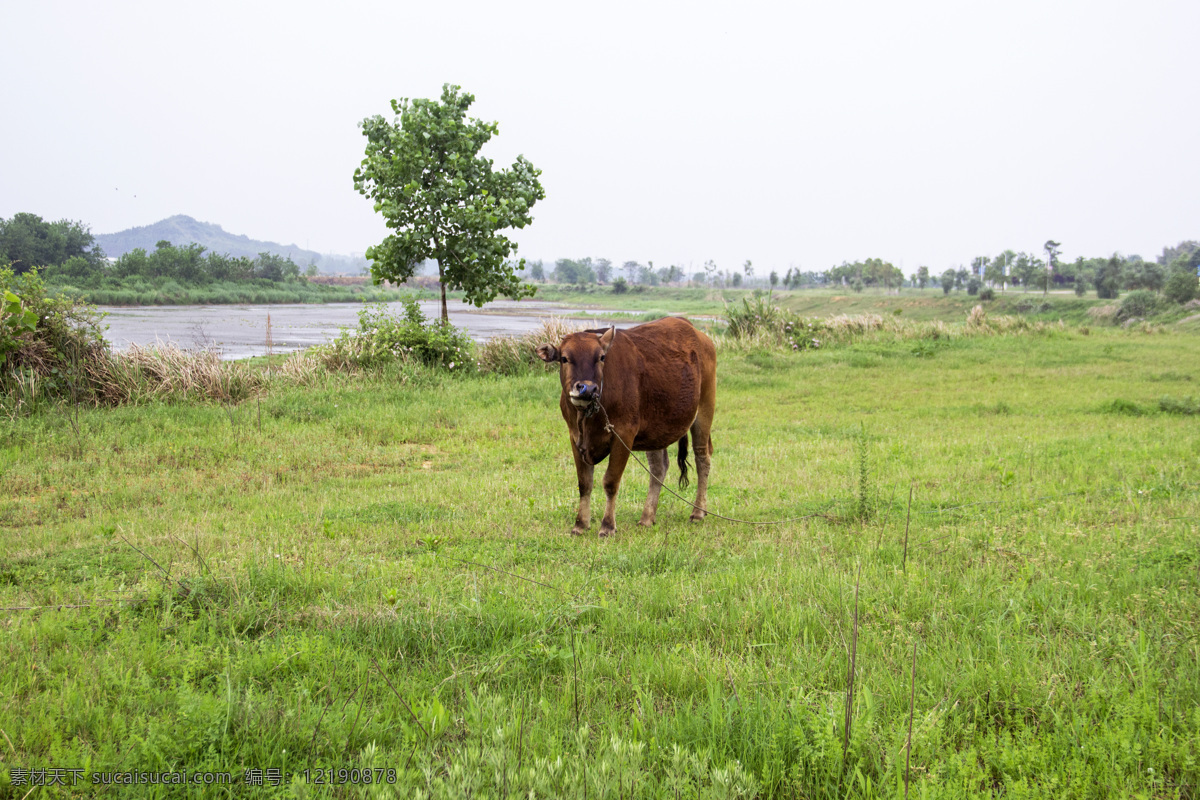 牧牛 牛 小牛犊 小黄牛 牛吃草 一头牛 湖边放牧 黄牛 小牛 家禽家畜 生物世界