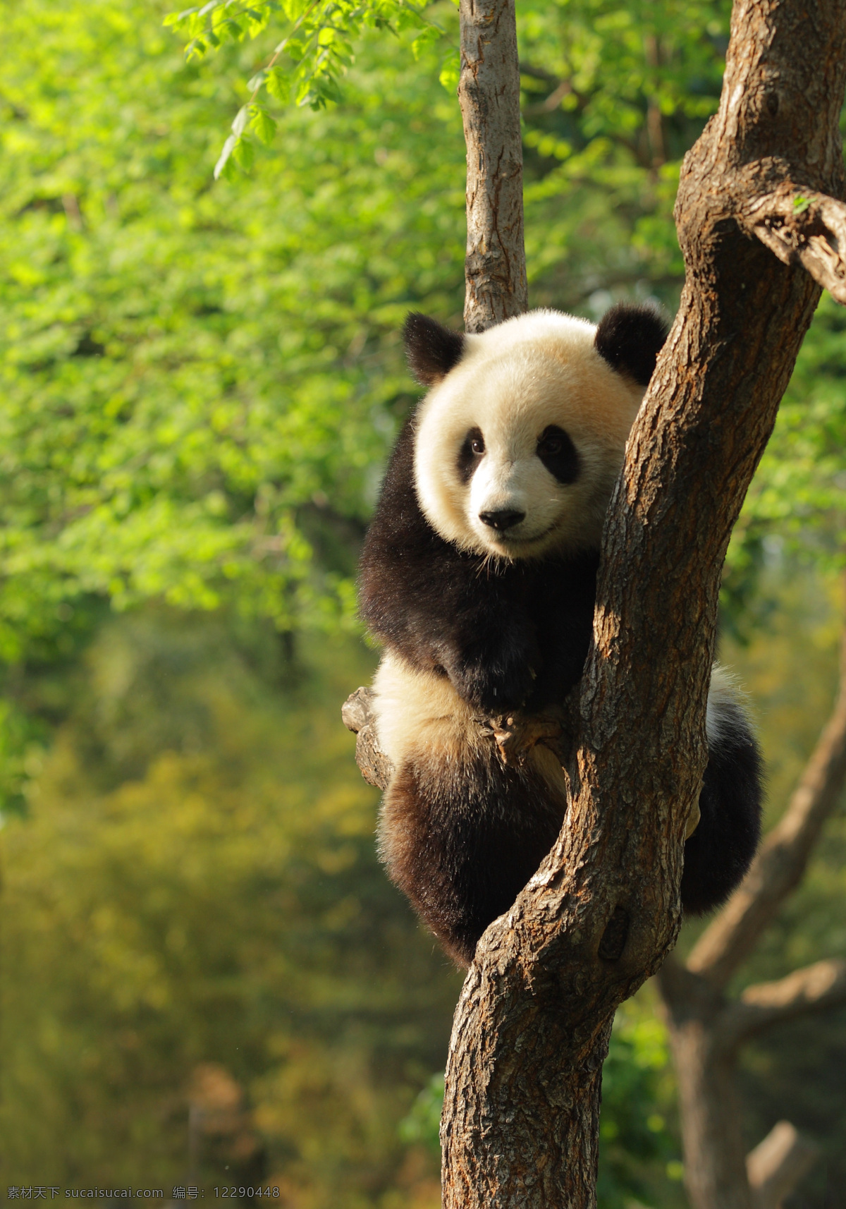 可爱 大熊猫 摄影图片 国家 保护动物 生物世界 野生动物