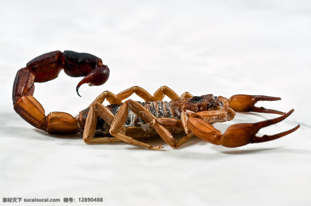 蝎子 蝎 毒蝎 全蝎 全虫 中药材 昆虫 生物世界