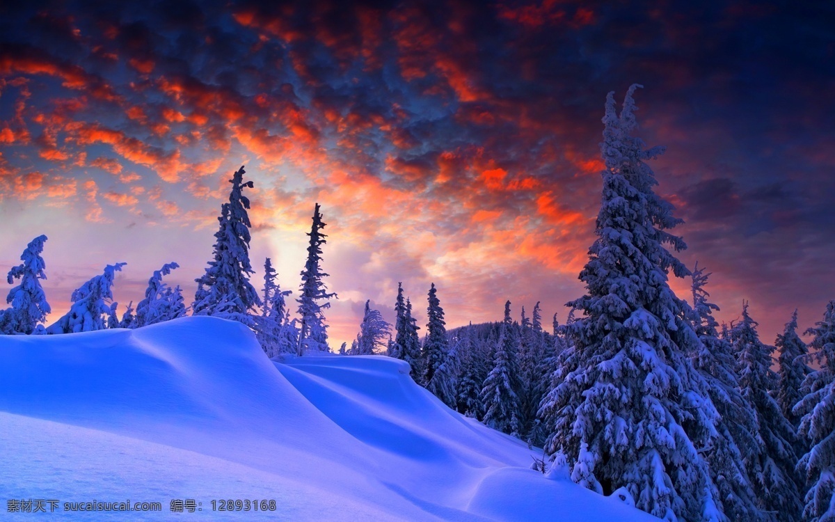 雪原 上 火烧云 森林 树木 云朵 天空 自然景观 自然风景