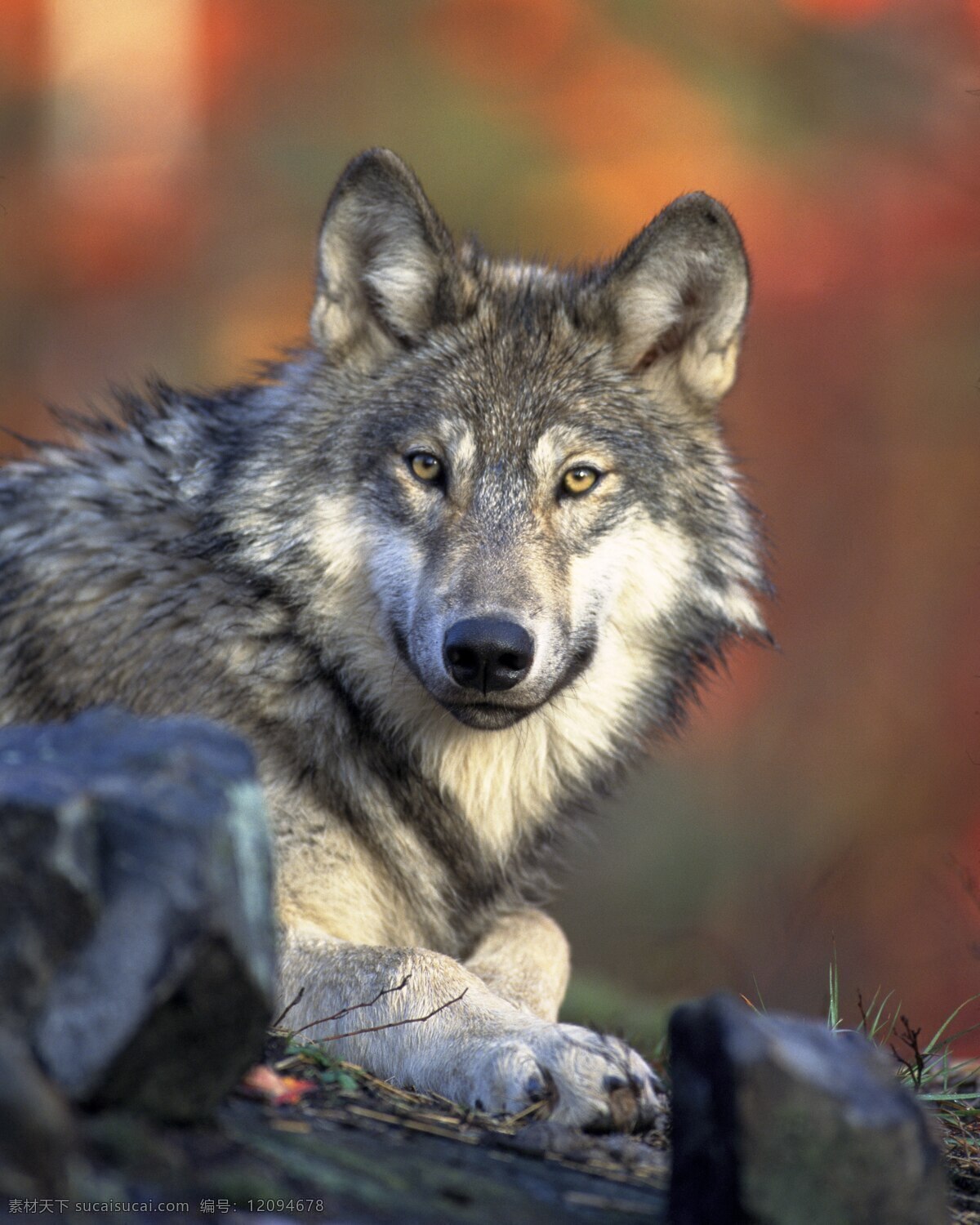草原狼摄影 草原狼 摄影图片 凶猛野兽 动物 野狼图片 凶猛对视 生物世界 野生动物