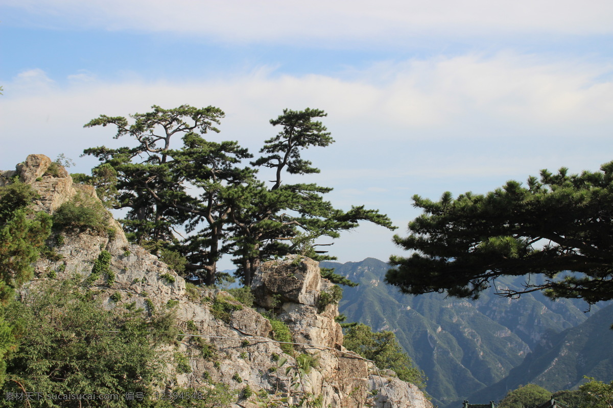 不老松 松树 油松 树木 山脉 白云 蓝天 生物世界 旅游摄影 高山风光 国内旅游