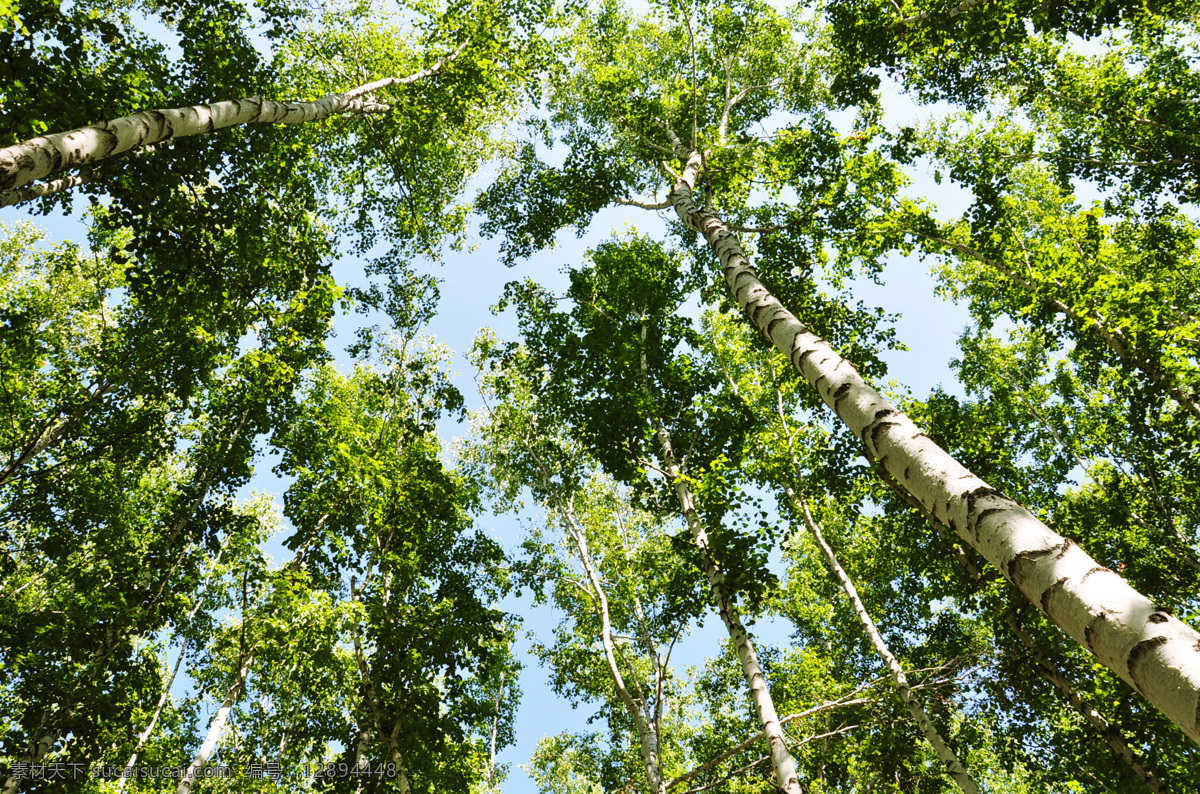 呼伦贝尔 海拉尔 蓝天 旅游 空气 阳光 光线 树木 树林 小清新 生物世界 树木树叶