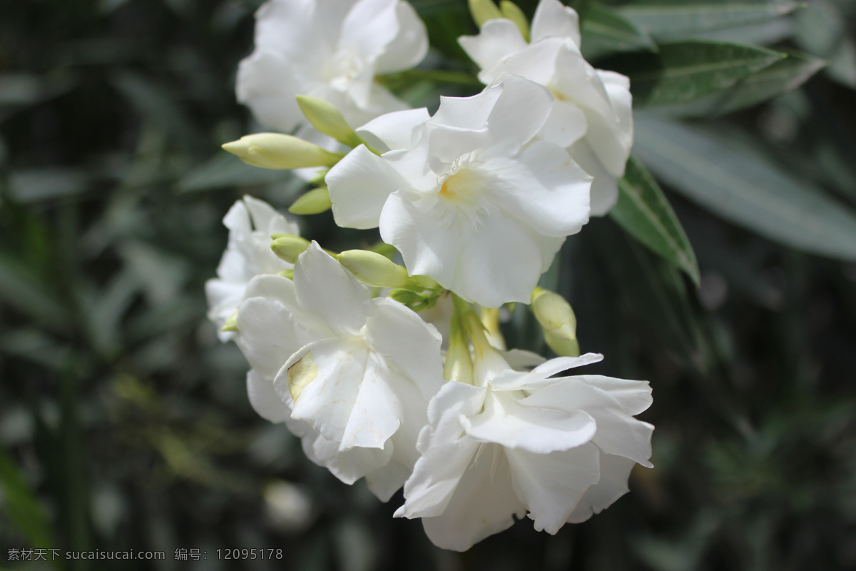 狗牙花 植物 景观 花 风景 装饰 花草 生物世界