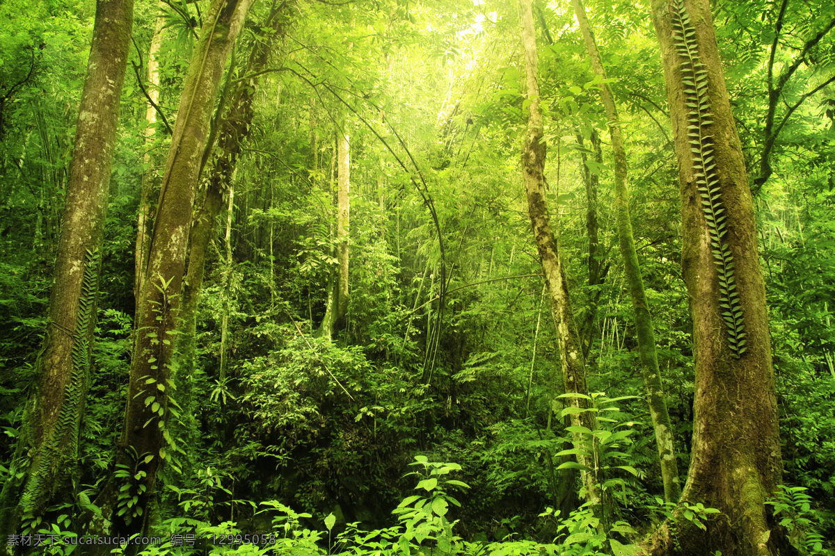 茂密森林 森林 绿色森林 热带雨林 大自然 清晰空气 树林 自然景观 自然风景