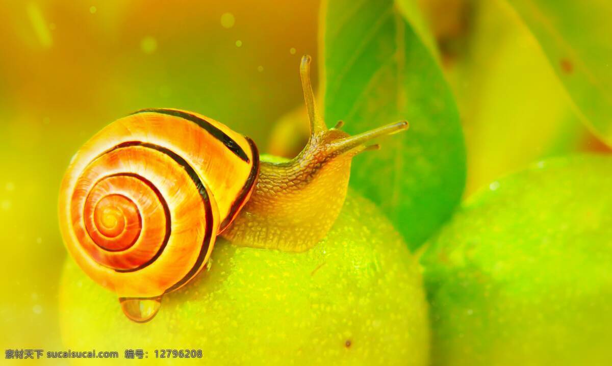 蜗牛图片 蜗牛 小蜗牛 大蜗牛 蜗牛壳 特写 微距 彩色蜗牛 我要 一步一步 往上爬 动物 篇 昆虫 小 虫 生物世界